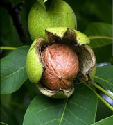 Orzech włoski sadzonki 