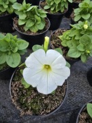 Petunia - biała,  duży kwiat Sweetunia White 