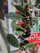 Hoya  thomsonii aff splash włochata  3 x 