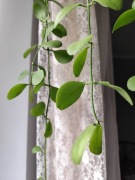 Dischidia Pectinoides Geri cięta