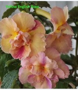 Achimenesy Yellow English Rose kłącze 