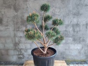 Sosna pospolita formowana 089 NIWAKI, BONSAI OGRODOWE, Topiary