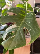 Monstera thai constellation