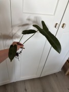 Philodendron atabapoense filodendron