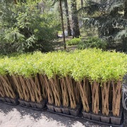 Wierzba pleciona 80 cm