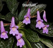 Primulina (chirita) Stardust, rodzina fiołek afrykański 