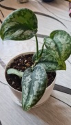 Scindapsus pstry w doniczce 13 cm + gratis 