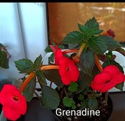 Achimenesy kłącza Grenadine cena za 3 szt