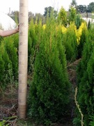 Tuja Smaragd 110-120 cm (szmaragd Kraków)