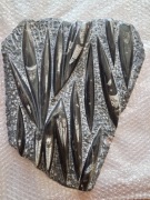 Piękna duża skamielina Orthoceras