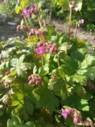 Bodziszek korzeniasty sadzonka