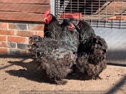 kochin kochiny olbrzymie jaja lęgowe ptaki i inne 