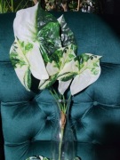 Sztuczna roślina alocasia ventii do wazonu 69cm 