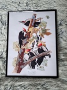 Plakat w Ramce "Dzięcioł Smugoszyi" Pileated Woodpecker Vintage