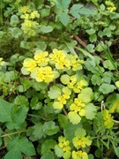 Śledziennica susz ziołowy 100g od Zielarza 