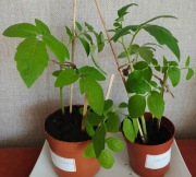 Sadzonki pomidorów koktajlowych  Cherry Tomato 