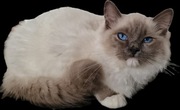 Kocurek Ragdoll blue mitted