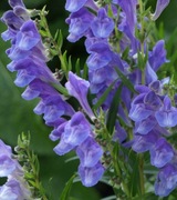 Tarczyca Bajkalska Scutellaria Baicalensis 50 nasion