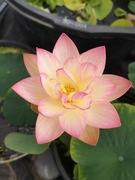 Lotos (Nelumbo) 'Green Maiden' - kwitnąca roślina w wiaderku 16l