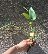 Philodendron filodendron Emerald Queen sadzonka cięta nr 5