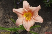 Hemerocallis / Liliowiec: Anna Karolina