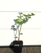 KLON PALMOWY SHISHIGASHIRA  * ŁADNA DUŻA SADZONKA