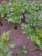 Nasiona kolekcjonerskie selera Diamant