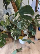 monstera deliciosa variegata
