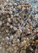 Len suszony / wianki / boho / susz - biały-złoty