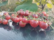 Pomidor BOSQUE BLUE nasiona Kolekcjonerskie 