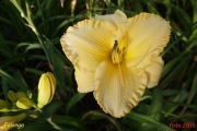 Hemerocallis / Liliowiec: Falanga