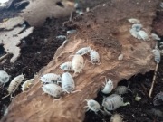 isopody Porcellio laevis Dairy Cow krówki 10 szt.
