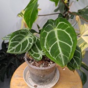 anthurium silver blush handsome x forgetii