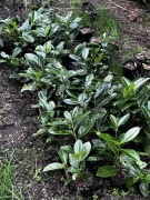 Laurowisnia Wschodnia Novita