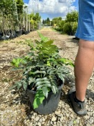 Mahonia pośrednia / Mahonia media 'Charity' / 30-40cm / zimozielona