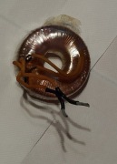 Transformator toroidalny 2 sztuki zestaw. Używane. 220V/11V, 50VA każdy. 