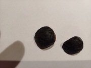 Czosnek  czarny 0,25kg MANUFAKTURA fermentacja  bieżąca  z własnej uprawy. 