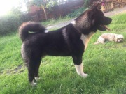 akida amerkańska za darmo