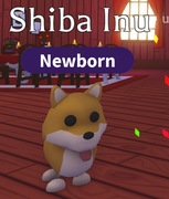 Shiba Inu! |NAJTANIEJ SZYBKO DUŻO POLECEŃ!|Adopt Me|Roblox