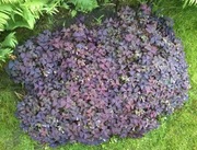 Dywan z kwiatów szczawik trójkątny purpurowy Oxalis 2700 sztuk + GRATISY