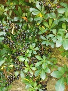 Cissus pasiasty( cissus prążkowany) - 10 nasion