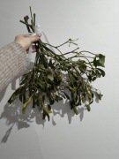 Jemioła gałązki jemioły Boże Narodzenie dekoracja