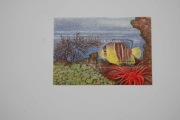Gambia Sw 2101** życie morskie /ms/