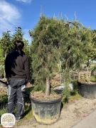 Pinus densiflora 'Pendula', Sosna, obw. 30-35cm, pień 160cm