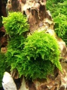 Mech China Moss Rarytas
