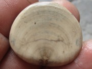 SKAMIENIAŁY BELEMNIT Megatheuthis RZADKOŚĆ Unikalny stan JURA CZ-WA