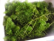 Rogatek sztywny 15-20 cm.Pochłania Azot