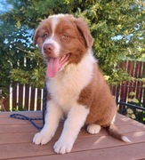 Owczarek Australijski FCI suczka red bi color