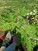 anginka geranium
