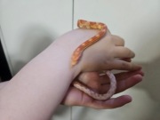 Wąż zbożowy samiec Pantherophis guttatus 50cm Odmiana: amelanistic